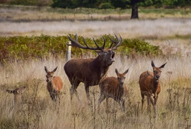 A red deer stag bellows while he guards his harem of females in Richmond Park, London on September 22, 2022 as the mating season, known as the rut, begins. (Photo by Vuk Valcic/ZUMA Press Wire/Rex Features/Shutterstock)