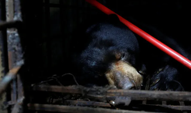A sun bear is seen inside her cage before being  rescued rescued by Animal Asia Foundation's Vietnam Bear Rescue Center in Nam Dinh province, south of Hanoi, Vietnam August 18, 2016. (Photo by Reuters/Kham)