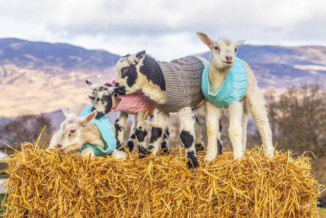 Four lambs aged from five to seven days old wear woolly jumpers to keep warm at Auchingarrich Wildlife Park in Perthshire, UK on February 27, 2025. (Photo by Katielee Arrowsmith/South West News Service)