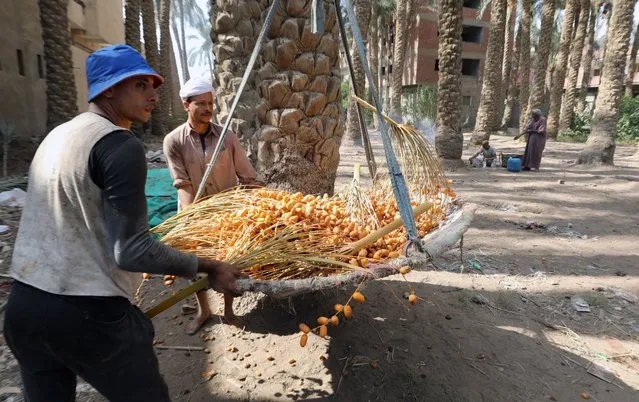 Farm workers collect dates during the annual harvest season at Dahshur, south Giza governorate, Egypt, 21 September 2022. Egypt is the world’s top date supplier, producing nearly 18 percent of the world’s dates, according to the UN Food and Agriculture Organization (FAO). (Photo by Khaled Elfiqi/EPA/EFE)