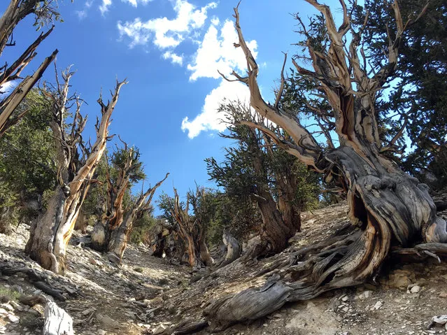 This July 11, 2017, photo shows gnarled, bristlecone pine trees in the White Mountains in east of Bishop, Calif. Limber pine is beginning to colonize areas of the Great Basin once dominated by bristlecones. The bristlecone pine, a wind-beaten tree famous for its gnarly limbs and having the longest lifespan on Earth, is losing a race to the top of mountains throughout the Western United States, putting future generations in peril, researchers said Wednesday, Sept. 13. (Photo by Scott Smith/AP Photo)