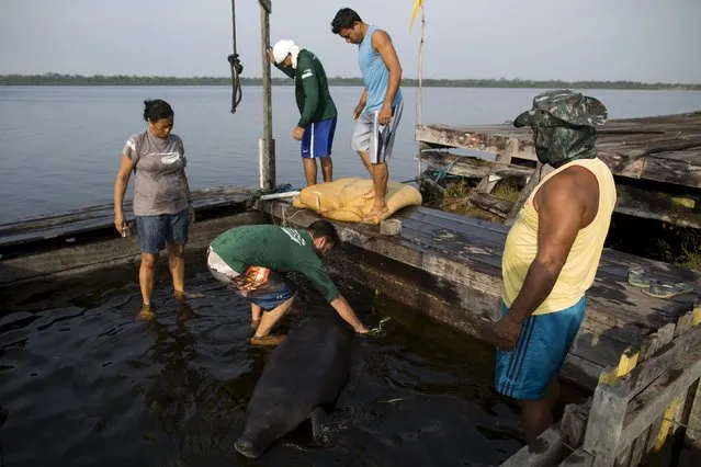 Veterinarian William Guerra Neto (2nd L) and his assistants take measurements of one of two Amazonian manatees who are being rehabilitated after sustaining injuries from hunting and fishing nets at the Center of Amazonian Manatees at Amana Lake in Maraa, Amazonas state, Brazil, September 21, 2015. (Photo by Bruno Kelly/Reuters)