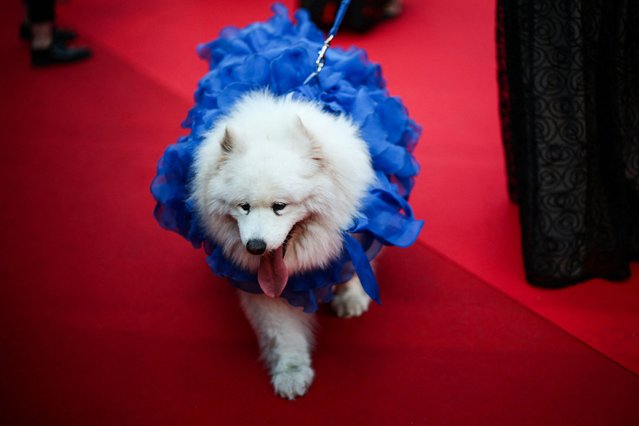 A guest walks with her dog on the red carpet during arrivals for the screening of the film “Mission: Impossible – The Final Reckoning” Out of competition at the 78th Cannes Film Festival in Cannes, France on May 14, 2025. (Photo by Sarah Meyssonnier/Reuters)