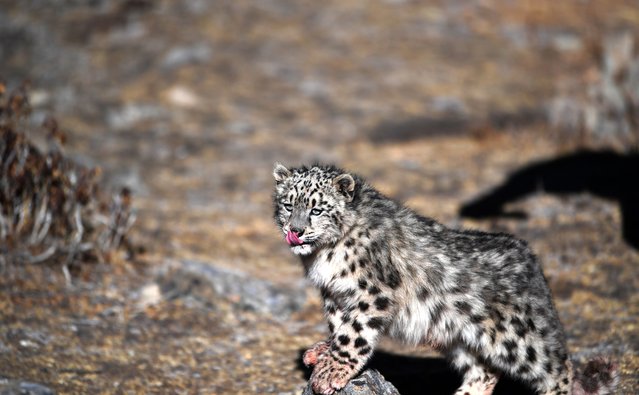 A snow leopard, a species under top-level protection in China, is released into the wild in Lhunzhub County of Lhasa, southwest China's Tibet Autonomous Region, December 4, 2022, months after it was rescued in the rural area of Lhasa. (Photo by Xinhua News Agency/Rex Features/Shutterstock)