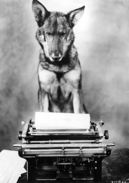 Rin Tin Tin the famous Warner Brothers animal film star, answering some fan mail, circa 1938. (Photo by General Photographic Agency/Getty Images)