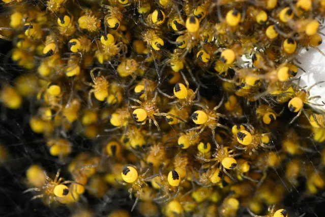 Young european garden spiders (Epeire Diademe, Araneus diadematus) gather on a car wing in Hede-Bazouges, suburb of Rennes, western France on April, 29, 2022. (Photo by Damien Meyer/AFP Photo)