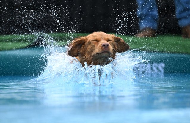 A dog jumps into a pool at the 'Dogs and Fun' fair at the Westfalenhallen congress centre in Dortmund, western Germany, on May 23, 2025. Until May 25, dog breeds and dog-related shows, activities and products will be presented during the fair at the Messe Dortmund event venue. (Photo by Ina Fassbender/AFP Photo)