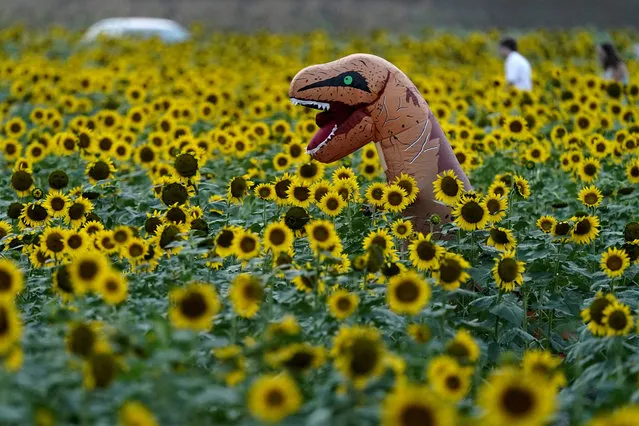 A person in costume walks across a sunflower field at Grinter Farms, Monday, September 7, 2020, near Lawrence, Kan. The 26-acre field, planted annually by the Grinter family, draws thousands of visitors during the weeklong late summer blossoming of the flowers. (Photo by Charlie Riedel/AP Photo)