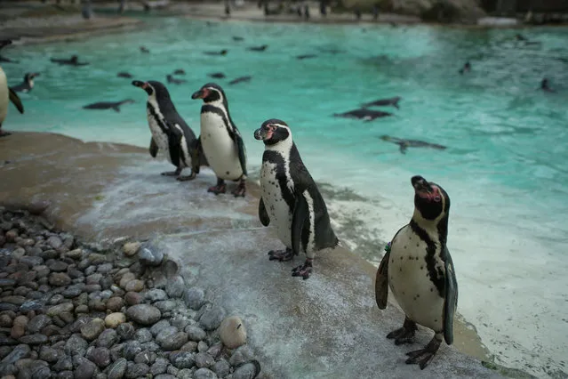 Penguins look on during the Annual Stocktake at ZSL London Zoo in London, Britain February 7, 2018. (Photo by Tom Jacobs/Reuters)
