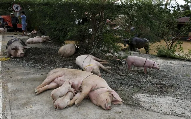 Pigs and a water buffalo are brought to higher ground in Sta Rosa, Nueva Ecija in northern Philippines October 19, 2015 after it was hit by Typhoon Koppu. (Photo by Erik De Castro/Reuters)