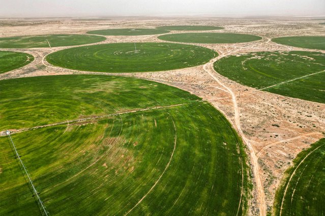 Wheat grows in circular fields irrigated with groundwater near Iraq's central city of Karbala on April 10, 2025. Today, groundwater reservoirs help mitigate agricultural losses caused by drought, an already frequent phenomenon in Iraq that is worsened by a warming planet. (Photo by Mohammed Sawaf/AFP Photo)