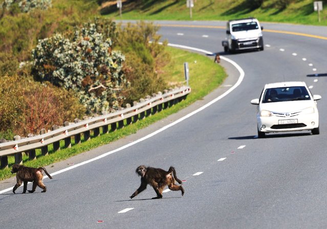Baboons cross a busy highway near Worcester in Western Cape, South Africa, on September 3, 2025. (Photo by Esa Alexander/Reuters)