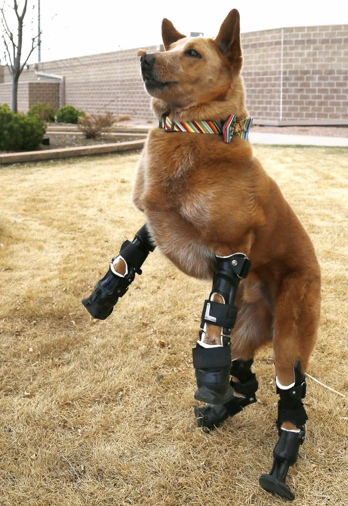 Injured Animals Keep Moving with Prosthetics
