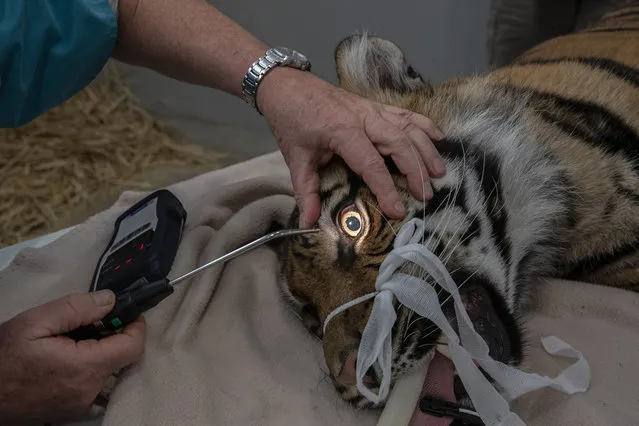 Twenty month-old Sumatran Tiger Pemanah is seen during a health check at Taronga Zoo on November 18, 2020 in Sydney, Australia. Pemanah, whose name means Archer in Indonesian, is a 20-month-old Sumatran Tiger. Health checks are conducted by Taronga Wildlife Hospital staff once a year to allow zoo veterinarians the chance to assess the health of the animals by checking overall body condition. In order for the check to take place, Pemanah's regular keepers trained him to come to a station and voluntarily accept an injection through mesh to administer the initial anesthetic. Once vets asses that the animal is safely under anesthetic, he is temporarily restrained using a net before being transferred to a table for the health check. An ankle restraint is also used on the tiger as an additional safety measure.As part of the procedure, Pemanah was given a hormone implant to help manage breeding as well as having his teeth, eyes and ears checked, blood tests taken in addition to an overall examination. After the procedure, Pemanah was transferred to a heated hay pile to recover before being given a reversal injection to bring him out from under anesthetic. Taronga Zoo was allocated $37.5million as part of Tuesday night's 2020-21 NSW state budget to build new, state-of-the-art wildlife hospitals in Sydney and Dubbo. The remaining $35.9 million to complete the project will be sought from philanthropic and private donors. (Photo by Jenny Evans/Getty Images)
