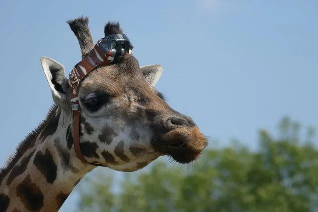 The undated photo provided by Zoologische Gaerten Berlin on Wednesday, April 18, 2018 shows giraffe Max with a research device strapped to his head. The Berlin zoo said Wednesday that handlers trained giraffe Max for 10 months until they got him used to wearing the transmitter on his head, which makes him look a bit like a jogger wearing a headlamp for an evening run. (Photo by Zoologische Gärten Berlin via AP Photo)