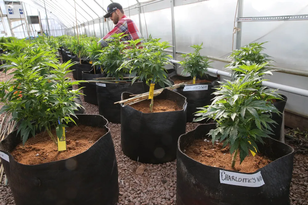 Colorado Dedicates $8M for Medical Marijuana Research to Understand Benefits