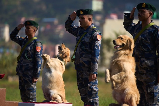 Nepal's Armed Police Force dogs display skills at their kennel division during Kukkur Tihar festival in Kathmandu, Nepal, Monday, October 20, 2025. (Photo by Niranjan Shrestha/AP Photo)