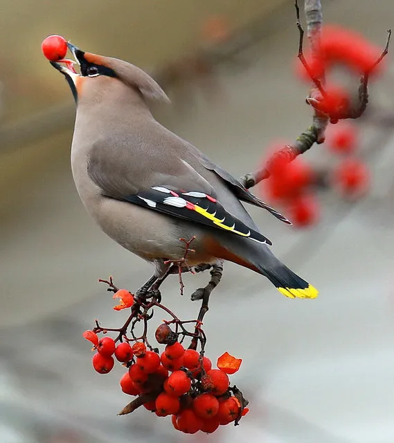A Bohemian waxwing eating Rowan berries In Plyos, Russia on October 18, 2016. (Photo by TASS/Barcroft Images)