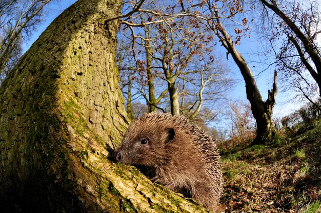 A hedgehog in the British countryside, where numbers have halved since 2000, according to a new report. (Photo by L. Campbell/PTES/BHPS/PA Wire)