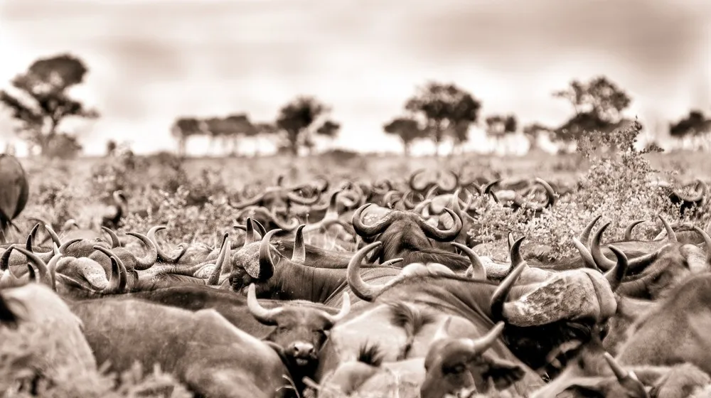 2015 Africa Geographic Photographer of the Year Award