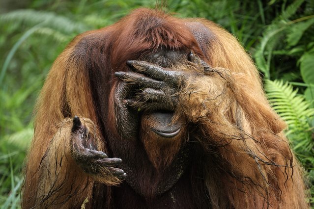 Bujang, a 35-year-old male orangutan rescued from a circus in Sumatra, washes his face on a sanctuary island surrounded by a river where non-releasable orangutans are protected for life at the Samboja Lestari Orangutan Rehabilitation Center run by the non-profit Borneo Orangutan Survival (BOS) Foundation in Samboja, East Kalimantan, on July 12, 2024. (Photo by Yasuyoshi Chiba/AFP Photo)