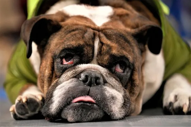 Kirby waits to be judged during the 44th annual Drake Relays Beautiful Bulldog Contest, Monday, April 24, 2023, in Des Moines, Iowa. (Photo by Charlie Neibergall/AP Photo)