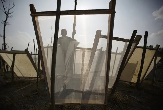 A woman collects sheets of newly created handmade Nepali Lokta paper after they were left out to dry under the sun in Kathmandu January 7, 2015. (Photo by Navesh Chitrakar/Reuters)