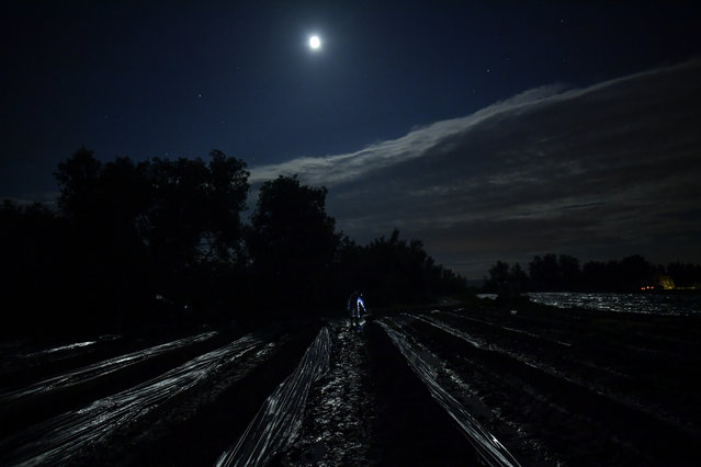 In this Thursday, May 31, 2018 photo, a temporary worker using a lantern, collects asparagus from the field in Caparroso, around 85 km (52 miles) from Pamplona, northern Spain. (Photo by Alvaro Barrientos/AP Photo)