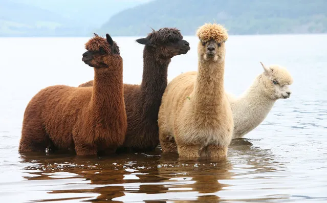 Alpacas take a cooling paddle in Loch Ness, Scotland on June 7, 2023, where water levels are very low. (Photo by Peter Jolly/Northpix)