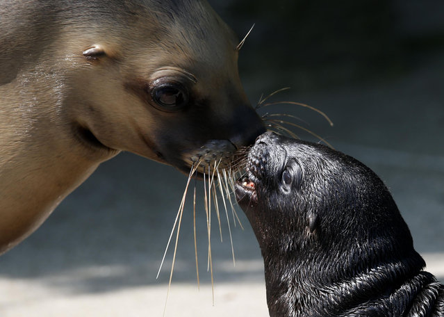 Five days old south American sea lion cub Alida shouts to its mother Kelo at “Tiergarten Schoenbrunn” Zoo in Vienna, July 11, 2013. (Photo by Leonhard Foeger/Reuters)