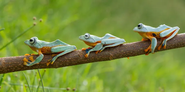 The three black webbed tree frogs. (Photo by Hendy Mp/SOLENT News)