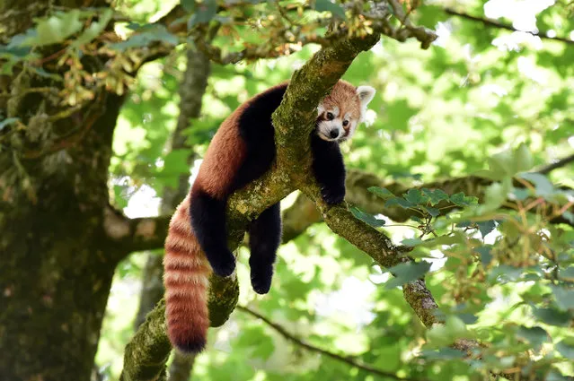 A one-year-old red panda sits in the trees having only recently arrived to a brand new enclosure at the Manor Wildlife Park, St Florence, near Tenby in Wales on July 18, 2018. The red panda has been classified as endangered by the IUCN, because its wild population is estimated at less than 10,000 mature individuals and continues to decline due to habitat loss and fragmentation, poaching, and inbreeding depression, although red pandas are protected by national laws in their range countries. (Photo by Rebecca Naden/Reuters)