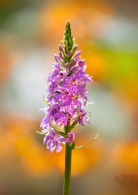 Common spotted orchid by Nigel Burkitt, Berkshire, United Kingdom. (Photo by Nigel Burkitt/International Garden Photographer of the Year)