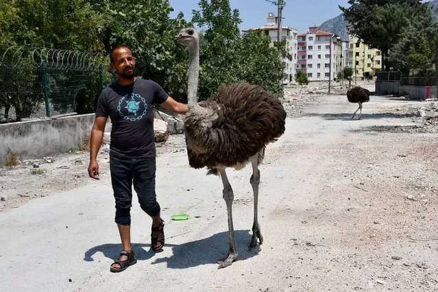 Mahir Hattapoglu, lost his home on Kahramanmaras based earthquakes hit multiple provinces of Turkiye including Hatay, takes care of his ostriches named “Gokhan” and “Fadime”, adopting after earthquakes on Feb. 06, in Hatay, Turkiye on June 21, 2023. Mahir Hattapoglu, living in a makeshift tent, bought “Gokhan” and “Fadime” from his friend breed in his garden but put up for sale because of lost his family due to the earthquake. (Photo by Lale Koklu Karagoz/Anadolu Agency via Getty Images)