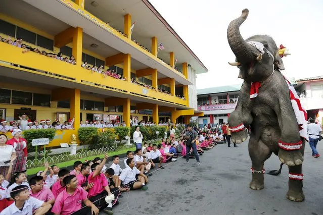 An elephant performs during a Christmas festival in a primary school in Ayutthaya, Thailand, December 24, 2015. (Photo by Jorge Silva/Reuters)