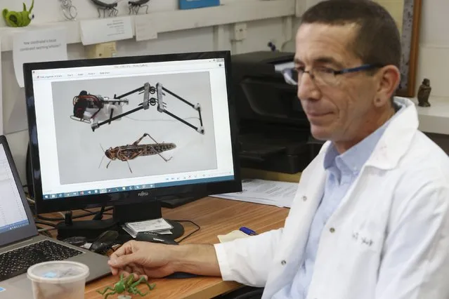 A monitor displaying an image of a miniture robot is seen besides Israeli Professor Amir Ayali of the Department of Zoology at Tel Aviv University's Faculty of Life Sciences December 22, 2015. Israeli researchers have developed a high-jumping locust lookalike robot that they hope could one day replace humans in military or search-and-rescue operations. (Photo by Nir Elias/Reuters)