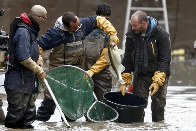 Workers hold a pike perch as they catch fish inside a lock during the draining of the Canal Saint-Martin in Paris, France, January 6, 2016. (Photo by Charles Platiau/Reuters)