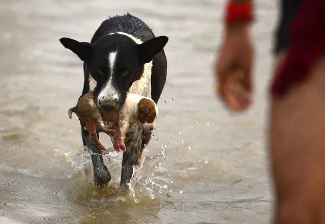 A b*tch transfers a puppy to a drier place at Sangam area in Allahabad on September 3, 2018, as water levels of the Ganges and Yamuna rivers increase following monsoon rains. (Photo by Sanjay Kanojia/AFP Photo)