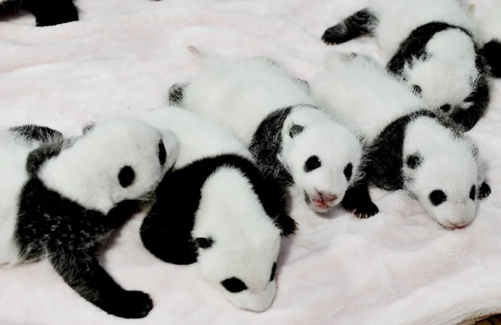 14 Baby Panda Cubs
