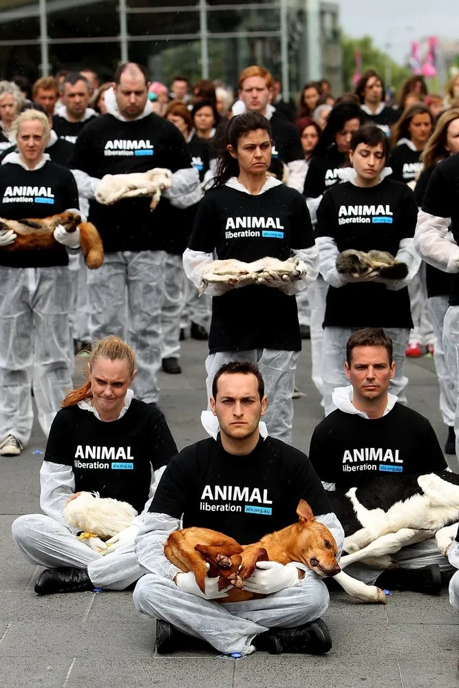 Animal Activists Hold Memorial for Dead Animals in Melbourne