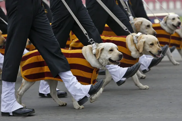 Indian Army soldiers march beside their dogs during the Army Day parade in New Delhi, India, January 15, 2016. (Photo by Anindito Mukherjee/Reuters)