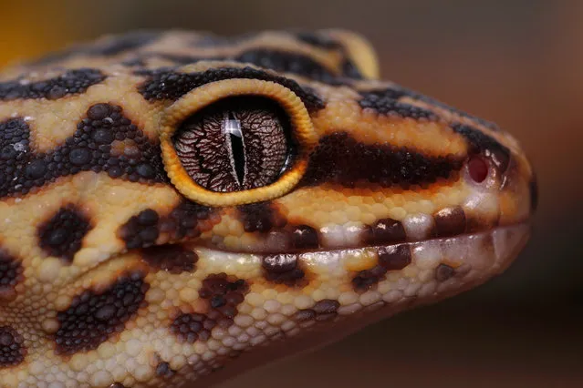 Young Photographer of the Year shortlisted: Leopard gecko by Jack Olive, age 17. Taken in Devon, UK. Describe what is pictured? The leopard gecko stared down the lens allowing me to take this picture. I wanted to show the yellow and black scale pattern as well as the beautiful eye. How does this image fit with the theme of the competition? The array of yellow and black scales contrast brilliantly together and the eye shows magnificent pattern and detail. (Photo by Jack Olive/Royal Society of Biology)