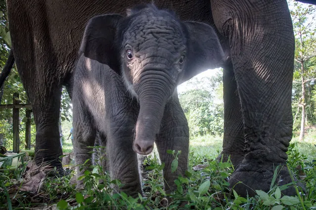 This photo taken on September 1, 2023 shows a one-day-old female Sumatran elephant by her 41-year-old mother elephant named Lisa at the Elephant Flying Squad camp in the Tesso Nilo National Park in Pelalawan, Sumatra. (Photo by Wahyudi/AFP Photo)