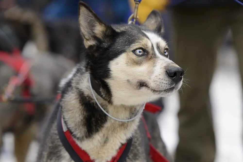 Iditarod Trail Sled Dog Race In Alaska