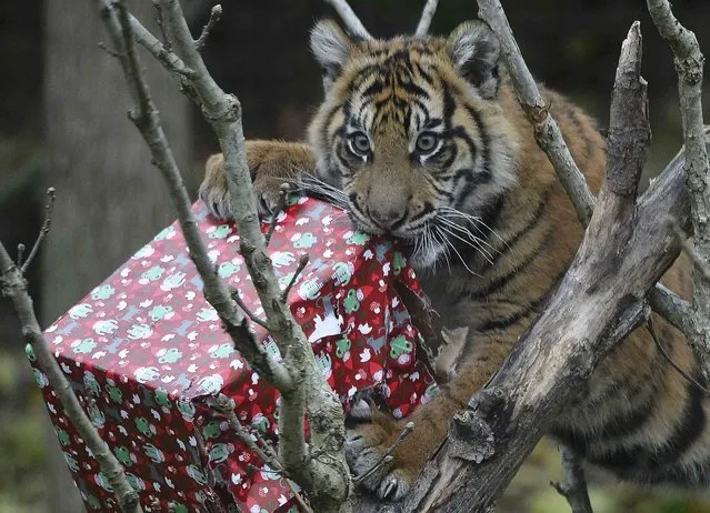 Sumatran tiger cub Achilles opens up a Christmas present in its enclosure at London Zoo, in London, Britain December 15, 2016. (Photo by Hannah McKay/Reuters)