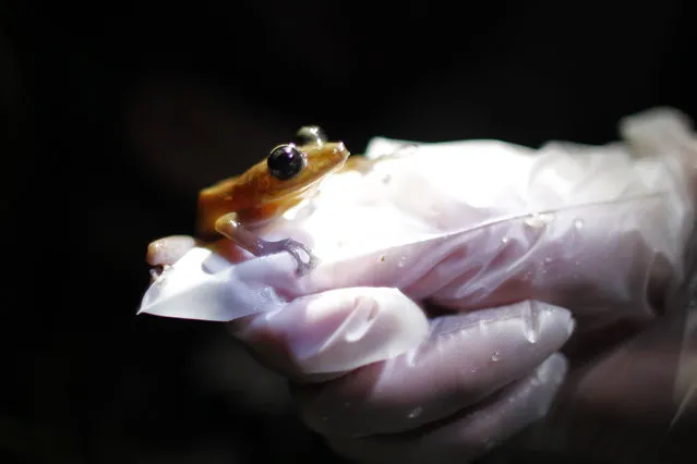 A researcher holds a Coqui Guajon or Rock Frog (Eleutherodactylus cooki) at a tropical forest in Patillas, Puerto Rico on March 21, 2013. A study published Wednesday, Oct. 4, 2023, in the journal Nature has found that amphibians are the world's most threatened group of vertebrate species. (Photo by Ricardo Arduengo/AP Photo)