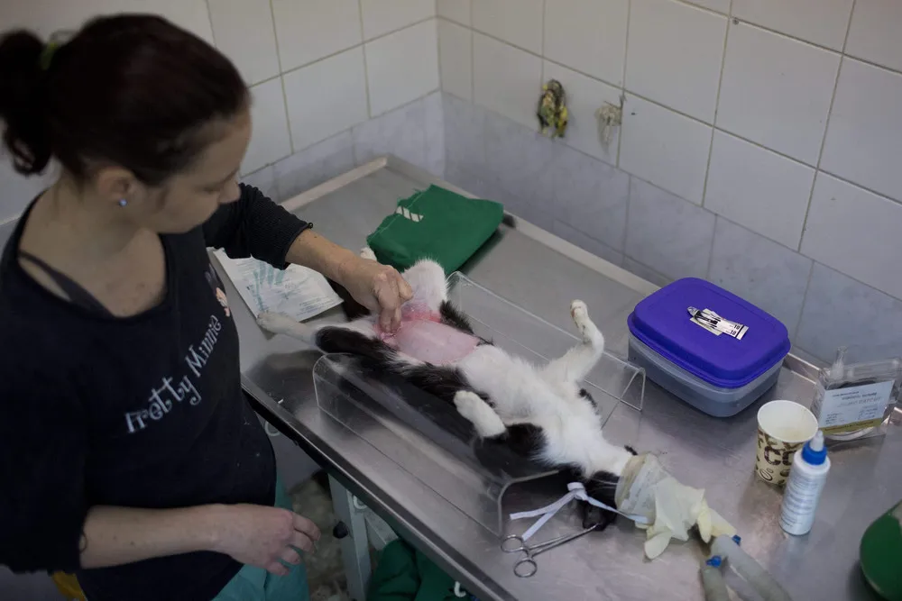 Street Cats in Israel