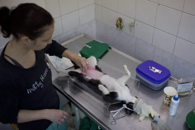 A vet performs a spay surgery on a female stray cat at the SPCA (Society for Prevention of Cruelty to Animals) at the Spay Israel clinic in Jerusalem, Israel, 06 January 2016. (Photo by Abir Sultan/EPA)