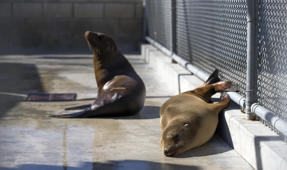 California's Starving Sea Lions