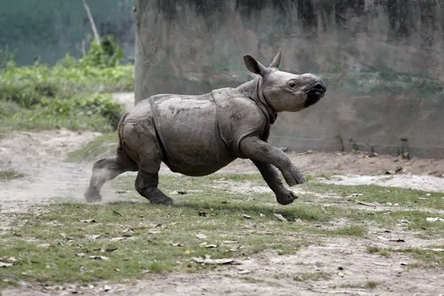 Jalada Prasad, about six-month-old male Indian one-horned rhino runs around his enclosure on his debut to the public at Alipore Zoological Garden in Kolkata, India, Friday, March 27, 2015. The forest guards rescued Prasad when poachers at Jaldapara forest in north Bengal killed his mother in November 2014. He was brought to the zoo in January 2015 and was kept under strict vigil and nourishment, according to a zoo spokesperson. (Photo by Bikas Das/AP Photo)